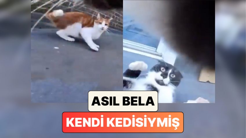Meskene Daima Yaralı Gelen Kedisine Ne Olduğunu Anlamak İçin Kamera Takan Sahibi Asıl Belanın O Olduğunu Gördü