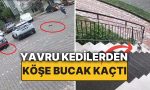 minik-kediler-kovaladi-genc-bayan-kurtulmak-icin-cantasini-bile-birakip-konutuna-sigindi-Z7TV9DHz.jpg