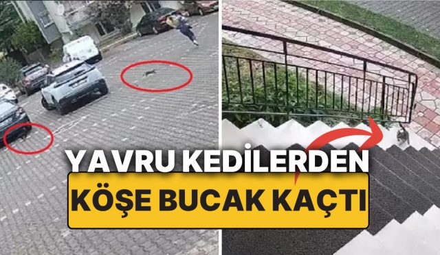 minik-kediler-kovaladi-genc-bayan-kurtulmak-icin-cantasini-bile-birakip-konutuna-sigindi-Z7TV9DHz.jpg
