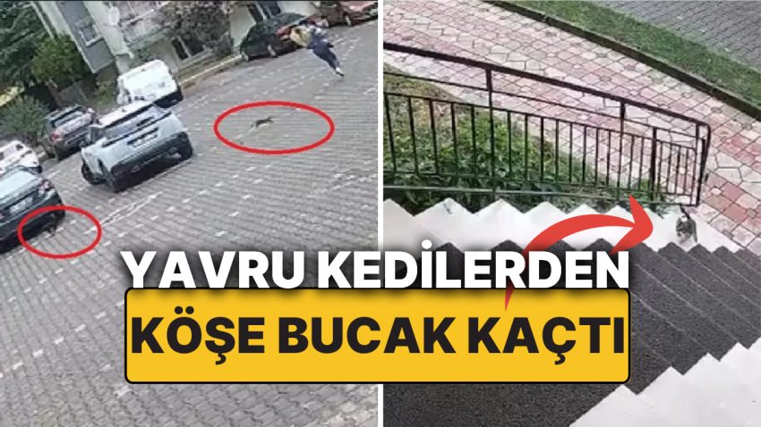 Minik Kediler Kovaladı, Genç Bayan Kurtulmak İçin Çantasını Bile Bırakıp Konutuna Sığındı