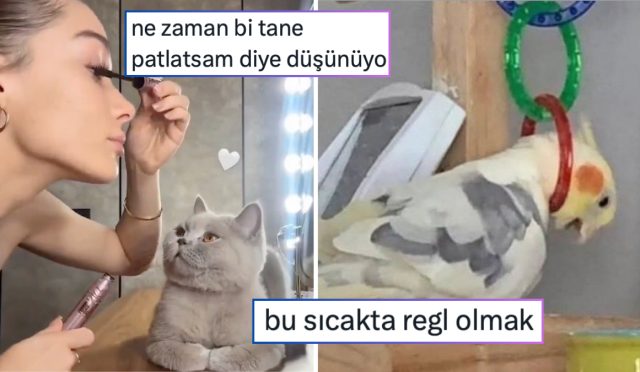 misyona-cagirilan-kekliklerden-bir-sonraki-atagini-asik-r-etmeyen-kediye-son-24-saatin-viral-tweetleri-ueKnZ5e4.jpg