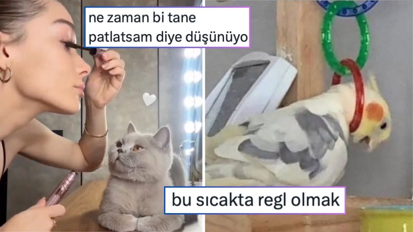 Misyona Çağırılan Kekliklerden Bir Sonraki Atağını Aşikâr Etmeyen Kediye Son 24 Saatin Viral Tweetleri