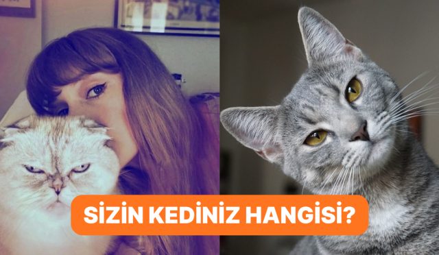 onlar-da-bizim-gibi-arastirmalara-nazaran-kedilerin-5-farkli-kisilik-tipi-3pRcMQmq.jpg