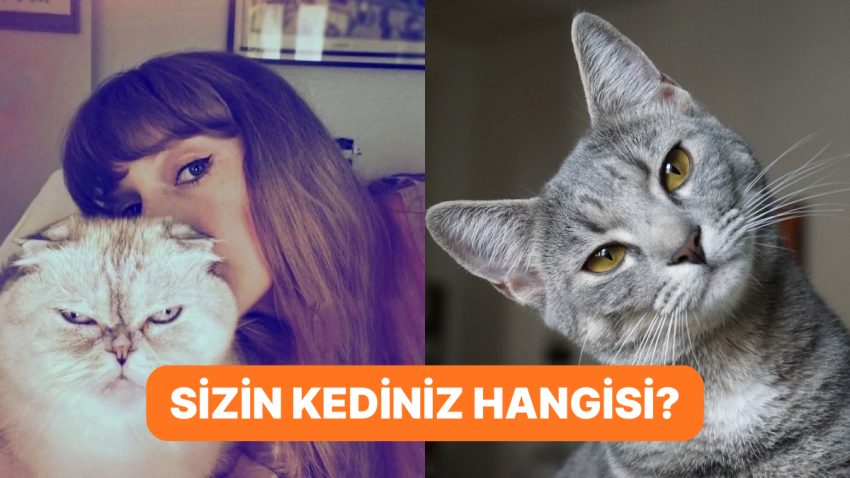 Onlar da Bizim Gibi! Araştırmalara Nazaran Kedilerin 5 Farklı Kişilik Tipi