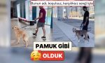 pamuk-uzere-olduk-beserler-patili-dostlarinin-yanindan-bir-yabanci-uzere-gecerek-reaksiyonlarini-kaydetti-nPNb9ZOA.jpg