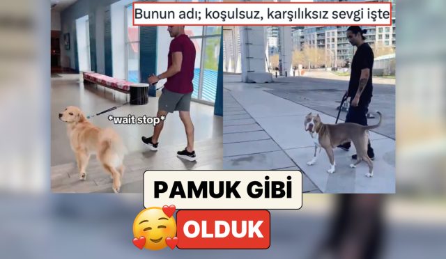pamuk-uzere-olduk-beserler-patili-dostlarinin-yanindan-bir-yabanci-uzere-gecerek-reaksiyonlarini-kaydetti-nPNb9ZOA.jpg