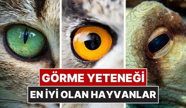 sahip-olduklari-gorme-yetenekleriyle-sizi-dumura-ugratacak-hayvanlar-gudEllRU.jpg