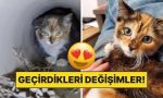 sahiplendikleri-hayvanlarin-evvelki-ve-sonraki-hallerini-paylasarak-kalp-isitan-kullanicilar-6UHVHEmS.jpg