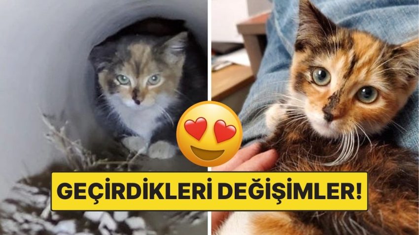 Sahiplendikleri Hayvanların Evvelki ve Sonraki Hallerini Paylaşarak Kalp Isıtan Kullanıcılar