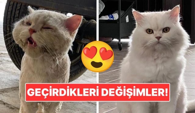 sahiplendikleri-hayvanlarin-evvelki-ve-sonraki-hallerini-paylasarak-kalp-isitan-kullanicilar-8xtpY4iB.jpg