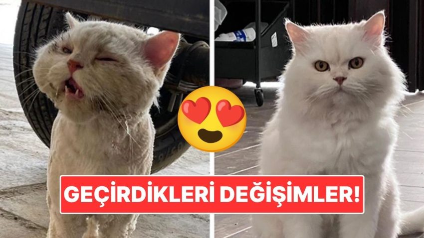 Sahiplendikleri Hayvanların Evvelki ve Sonraki Hallerini Paylaşarak Kalp Isıtan Kullanıcılar