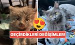 sahiplendikleri-hayvanlarin-evvelki-ve-sonraki-hallerini-paylasarak-kalp-isitan-kullanicilar-MIdsTkky.jpg