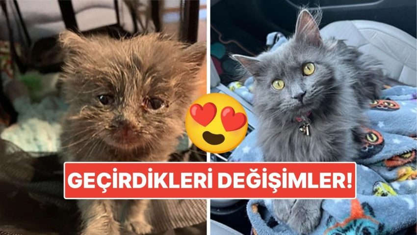 Sahiplendikleri Hayvanların Evvelki ve Sonraki Hallerini Paylaşarak Kalp Isıtan Kullanıcılar