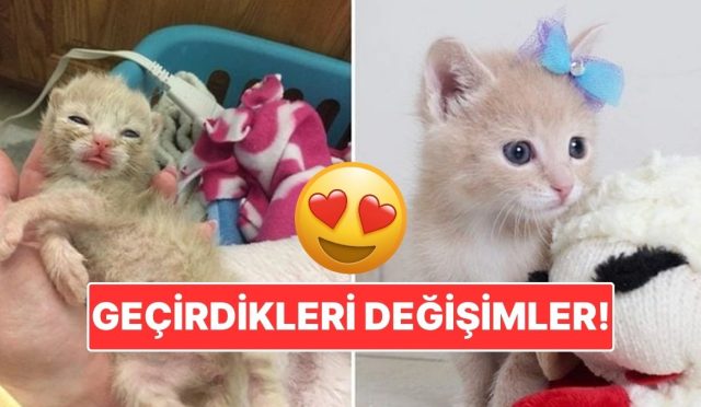 sahiplendikleri-hayvanlarin-evvelki-ve-sonraki-hallerini-paylasarak-kalp-isitan-kullanicilar-NHxPmNqO.jpg