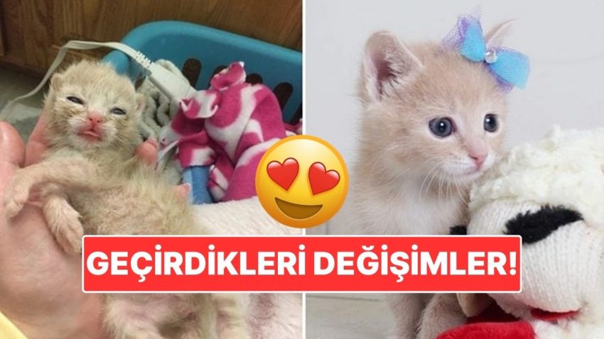 Sahiplendikleri Hayvanların Evvelki ve Sonraki Hallerini Paylaşarak Kalp Isıtan Kullanıcılar
