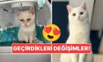 sahiplendikleri-hayvanlarin-evvelki-ve-sonraki-hallerini-paylasarak-kalp-isitan-kullanicilar-RrtQMGYA.jpg