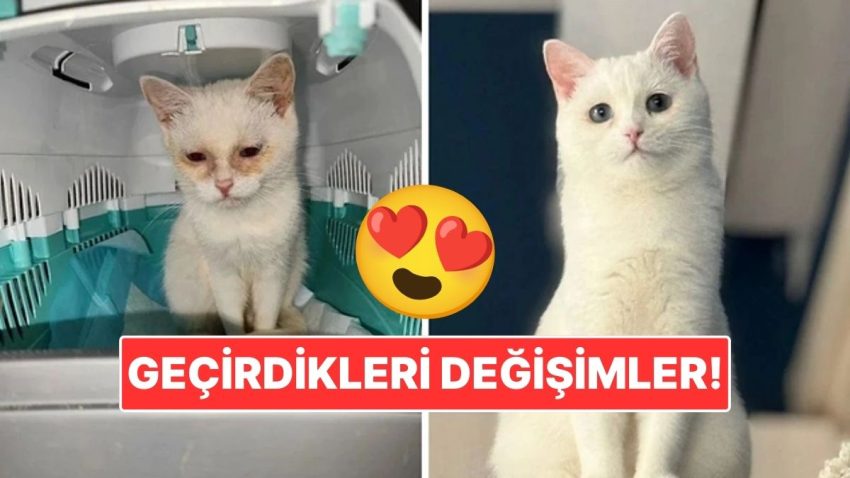 Sahiplendikleri Hayvanların Evvelki ve Sonraki Hallerini Paylaşarak Kalp Isıtan Kullanıcılar