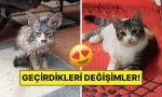 sahiplendikleri-hayvanlarin-evvelki-ve-sonraki-hallerini-paylasarak-kalp-isitan-kullanicilar-WOksaIUL.jpg
