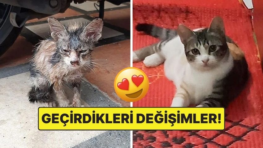 Sahiplendikleri Hayvanların Evvelki ve Sonraki Hallerini Paylaşarak Kalp Isıtan Kullanıcılar