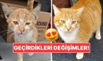 sahiplendikleri-hayvanlarin-evvelki-ve-sonraki-hallerini-paylasarak-kalp-isitan-kullanicilar-ed5U492R.jpg