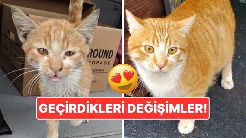 Sahiplendikleri Hayvanların Evvelki ve Sonraki Hallerini Paylaşarak Kalp Isıtan Kullanıcılar