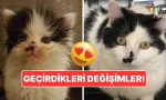 sahiplendikleri-hayvanlarin-evvelki-ve-sonraki-hallerini-paylasarak-kalp-isitan-kullanicilar-hzv8q2vs.jpg