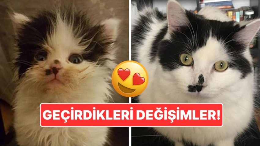 Sahiplendikleri Hayvanların Evvelki ve Sonraki Hallerini Paylaşarak Kalp Isıtan Kullanıcılar