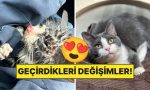 sahiplendikleri-hayvanlarin-evvelki-ve-sonraki-hallerini-paylasarak-kalp-isitan-kullanicilar-qUwL4vbJ.jpg