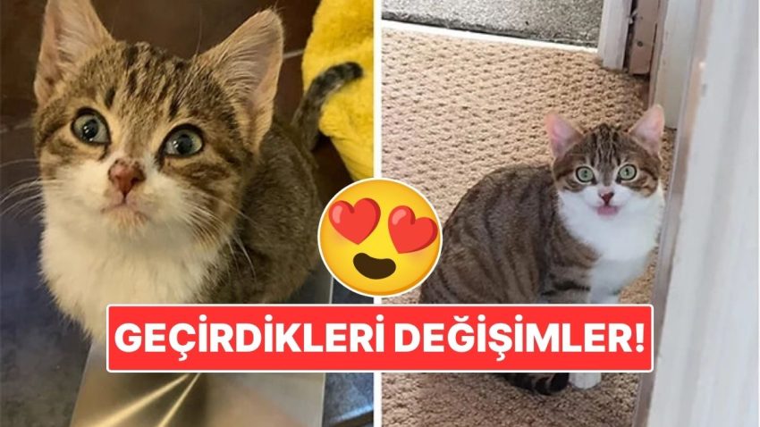 Sahiplendikleri Hayvanların Evvelki ve Sonraki Hallerini Paylaşarak Kalp Isıtan Kullanıcılar
