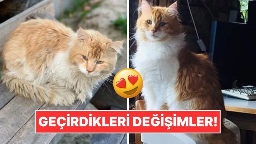 Sahiplendikleri Hayvanların Evvelki ve Sonraki Hallerini Paylaşarak Kalp Isıtan Kullanıcılar