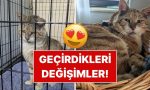 sahiplendikleri-hayvanlarin-evvelki-ve-sonraki-hallerini-paylasarak-kalp-isitan-kullanicilar-yp8P9PD6.jpg