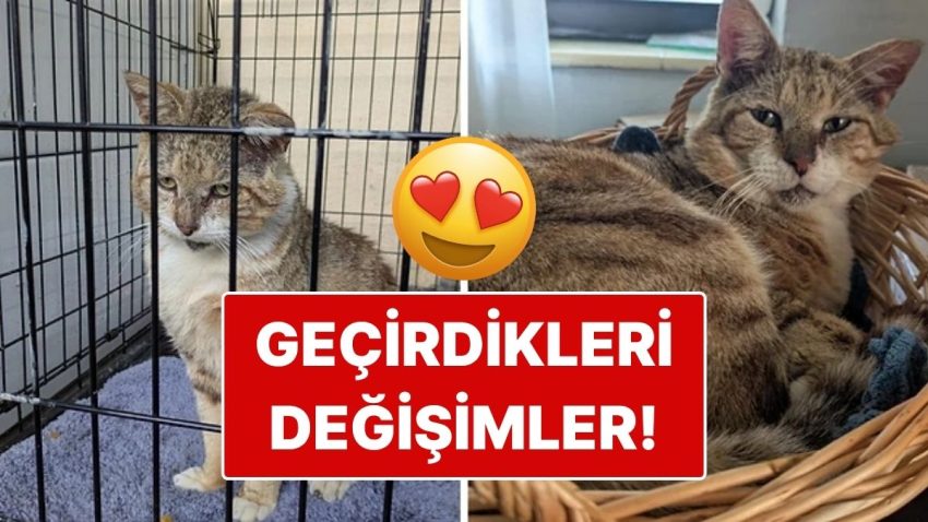 Sahiplendikleri Hayvanların Evvelki ve Sonraki Hallerini Paylaşarak Kalp Isıtan Kullanıcılar