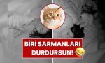 sarman-kedinin-sahibini-bir-turlu-uyutmadigi-anlar-yuz-guldurdu-9xFxz6GM.jpg