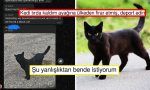 sevkiyat-tirina-binip-ezkaza-turkiyeden-ispanyaya-giden-kedi-goygoy-materyali-oldu-Ifrxg7Td.jpg