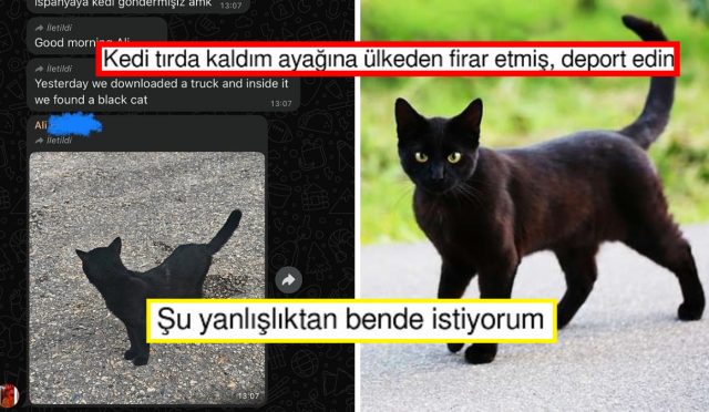 sevkiyat-tirina-binip-ezkaza-turkiyeden-ispanyaya-giden-kedi-goygoy-materyali-oldu-Ifrxg7Td.jpg