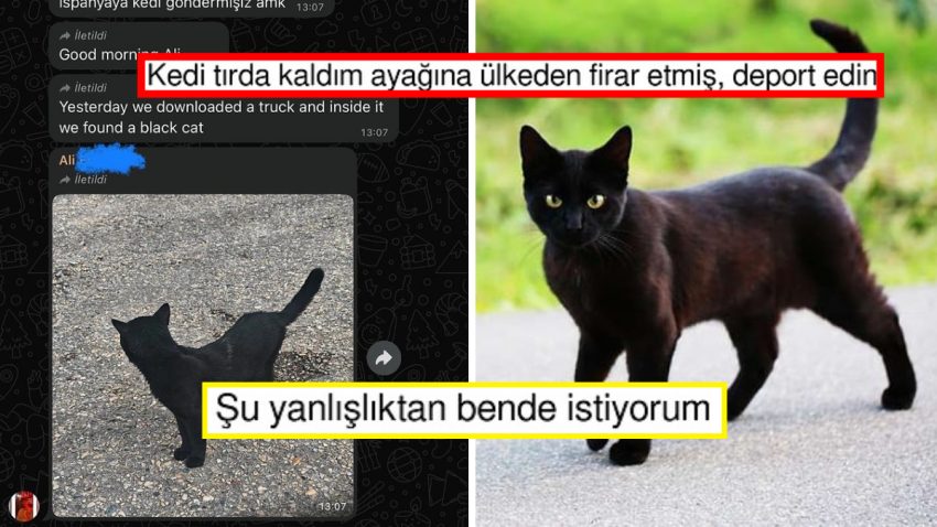 Sevkiyat Tırına Binip Ezkaza Türkiye’den İspanya’ya Giden Kedi Goygoy Materyali Oldu