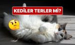 sicakta-terlemeyen-kediler-kendilerini-nasil-serin-tutuyor-NVf1Int2.jpg