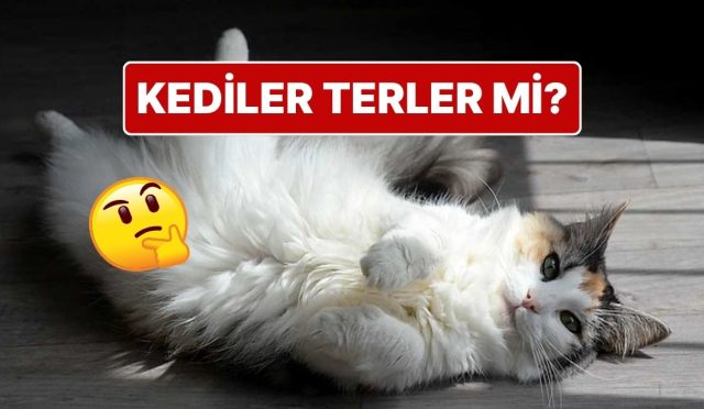 sicakta-terlemeyen-kediler-kendilerini-nasil-serin-tutuyor-NVf1Int2.jpg