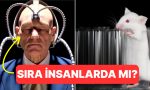 sira-bize-mi-geliyor-bilim-insanlari-farelerin-zihinlerini-okuyabildiklerini-soyluyor-2j5G4XF2.jpg