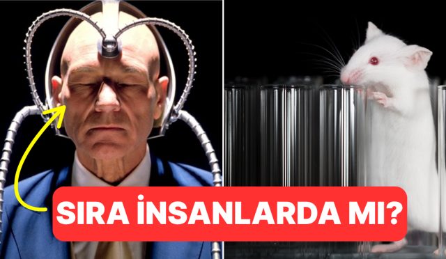 sira-bize-mi-geliyor-bilim-insanlari-farelerin-zihinlerini-okuyabildiklerini-soyluyor-2j5G4XF2.jpg