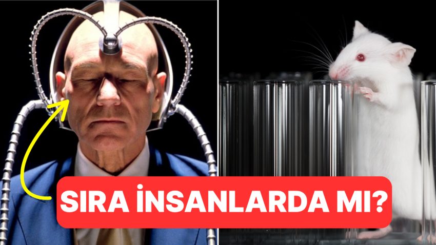 Sıra Bize mi Geliyor? Bilim İnsanları Farelerin Zihinlerini Okuyabildiklerini Söylüyor