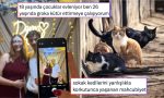 son-yillarin-en-sikici-yazindan-kedilere-karsi-yasanan-mahcubiyete-son-24-saatin-viral-tweetleri-IFIrIl24.jpg