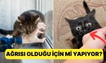 tek-favori-toksik-alakamiz-siz-kedinizi-sevmeye-calisirken-neden-isiriyor-L9OYAvlH.jpg