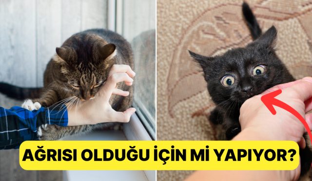 tek-favori-toksik-alakamiz-siz-kedinizi-sevmeye-calisirken-neden-isiriyor-L9OYAvlH.jpg