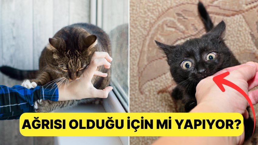 Tek Favori Toksik Alakamız: Siz Kedinizi Sevmeye Çalışırken Neden Isırıyor?
