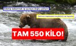 tekrar-mi-bodyshaming-sisman-ayi-musabakasini-kazanan-ayi-toplumsal-medyada-gundem-oldu-M1UZQKsZ.jpg