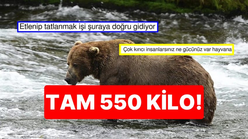 Tekrar mi Bodyshaming? Şişman Ayı Müsabakasını Kazanan Ayı Toplumsal Medyada Gündem Oldu