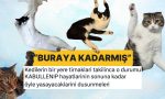 tirnaklari-bir-yere-takilan-kedilerin-yuzlerinde-olusan-sapsal-soz-ve-aci-kabullenis-tYJru26V.jpg