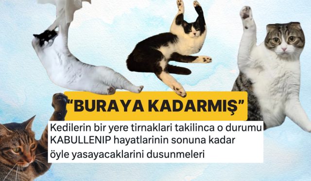 tirnaklari-bir-yere-takilan-kedilerin-yuzlerinde-olusan-sapsal-soz-ve-aci-kabullenis-tYJru26V.jpg