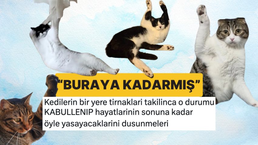 Tırnakları Bir Yere Takılan Kedilerin Yüzlerinde Oluşan Şapşal Söz ve Acı Kabulleniş